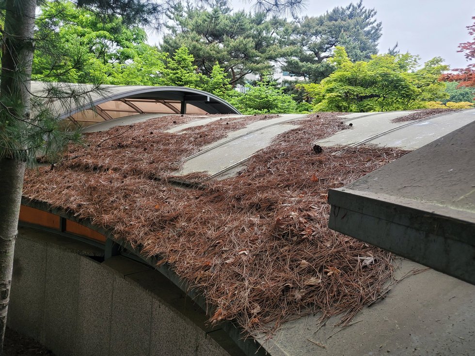 세척 청소 특수청소 작업 전 오염 상태 지하주차장 입구 외부 캐노피, 렉산 지붕 위에 오랜 시간 방치된 솔잎과 수목 부산물이 두껍게 쌓여 있는 상태입니다.